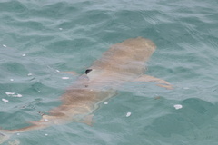 Blacktip Reef Shark
