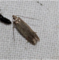 Mesophleps adustipennis