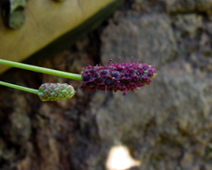 Eryngium ebracteatum