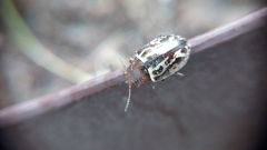 Zygogramma piceicollis