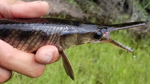 Florida Gar