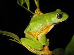 Rhacophorus reinwardtii