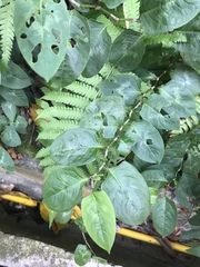 Persicaria chinensis