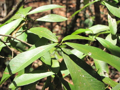 Diospyros tetrasperma