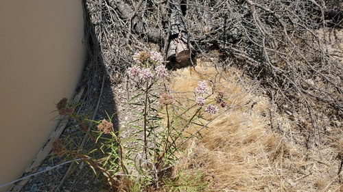 iNaturalist observation photo of narrowleaf milkweed