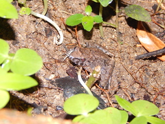 Limnonectes microdiscus