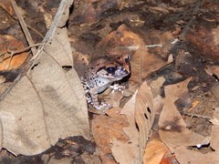 Leptobrachium hasseltii