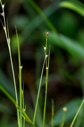 Scleria parvula iNat (1)