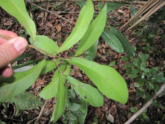 Gymnanthes lucida