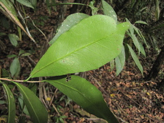 Gymnanthes lucida