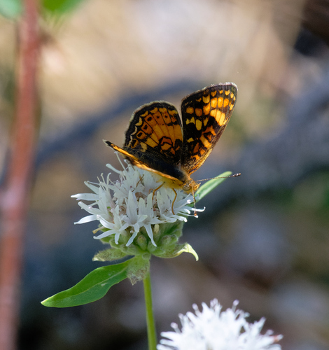 iNaturalist observation photo of Field Crescent