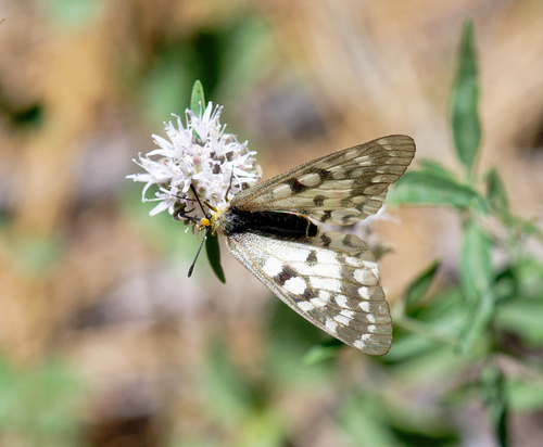 iNaturalist observation photo of Clodius Parnassian