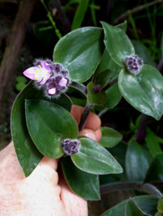 Tradescantia cerinthoides