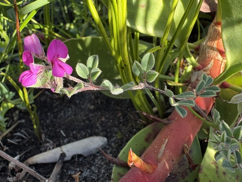Swartberg Indigo Hybrid Swarm (Indigofera alopecuroides)