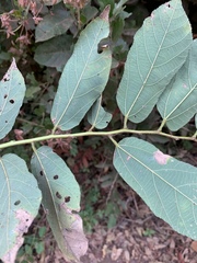 Grewia inaequilatera