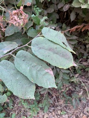 Grewia inaequilatera