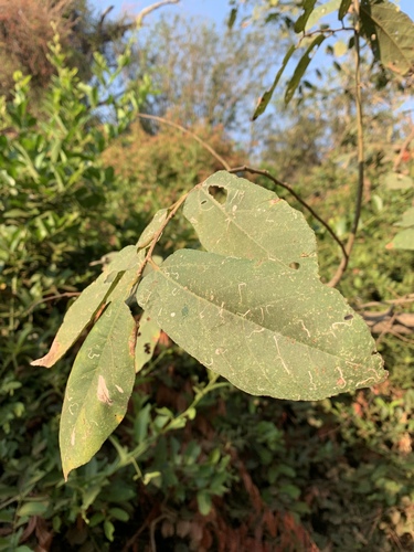 Largeleaf Yellow Donkeyberry (Grewia inaequilatera)