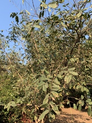 Grewia inaequilatera