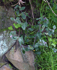 Tradescantia cerinthoides