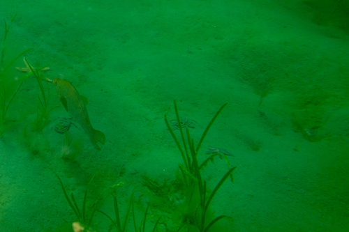 Labrus bergylta
