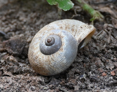 Cyclophorus polynema observed 2021-08-04