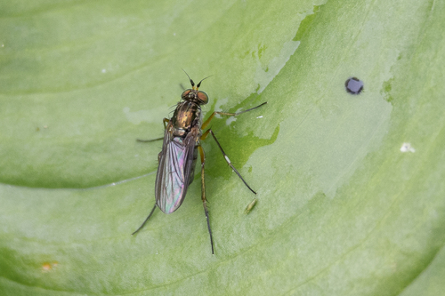 Dolichopus inflatus
