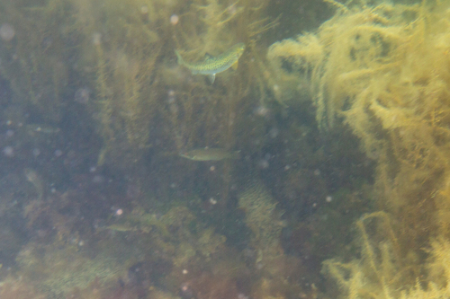 Salmo trutta trutta