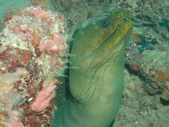 Green Moray Eel
