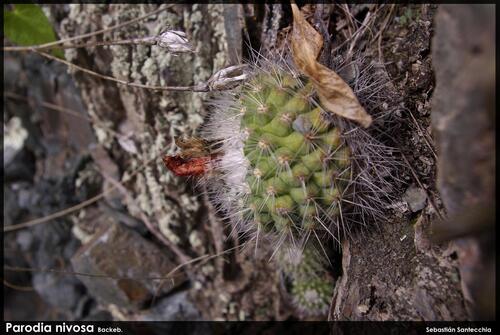 Ball cactus (Parodia nivosa)