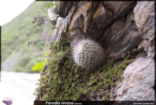 Parodia nivosa