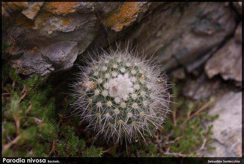 Parodia nivosa