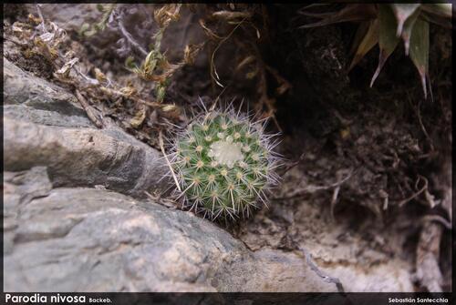 Parodia nivosa