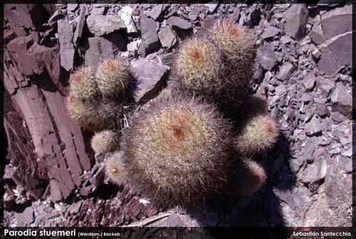 Parodia stuemeri