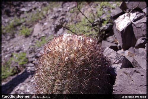 Parodia stuemeri