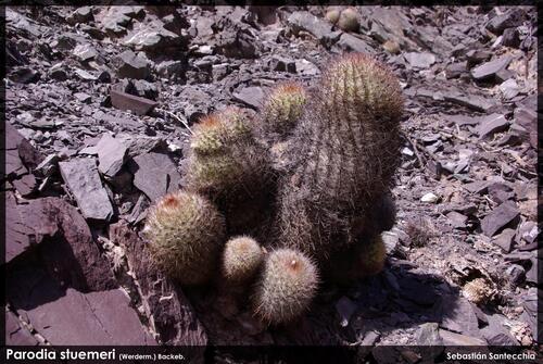Parodia stuemeri