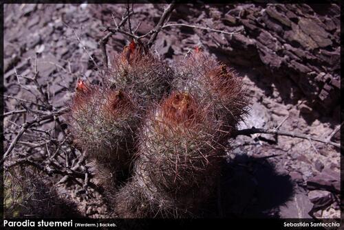 Parodia stuemeri