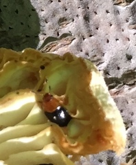 Triplax thoracica
