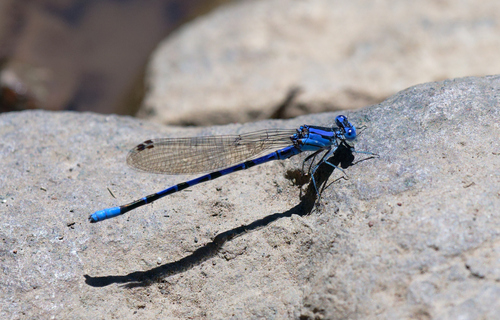 iNaturalist observation photo of Vivid Dancer