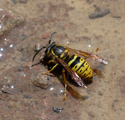iNaturalist observation photo of American Yellowjacket