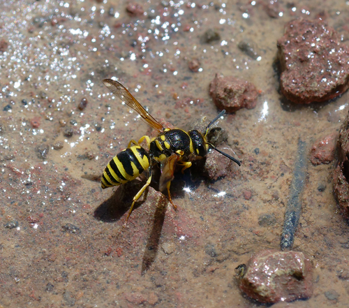 iNaturalist observation photo of Potter and Mason Wasps