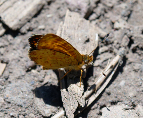 iNaturalist observation photo of Field Crescent