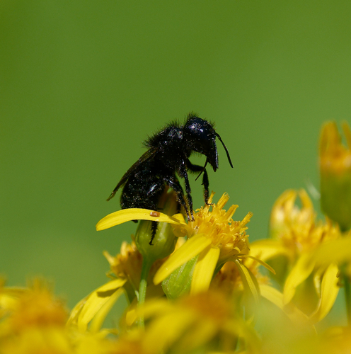 iNaturalist observation photo of Cephalosmia