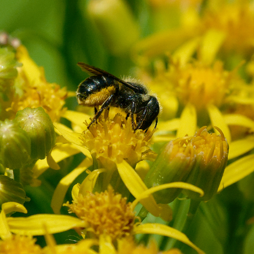 iNaturalist observation photo of Mason Bees