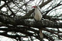 Tockus erythrorhynchus