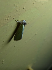 Neumoegenia coronides