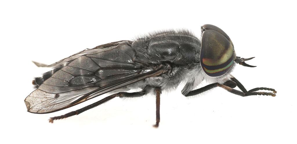 Tabanus laticeps