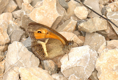 Spanish Gatekeeper, 30770 Blandas, France, photo 9 of 10
