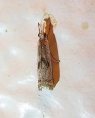 Microcrambus croesus