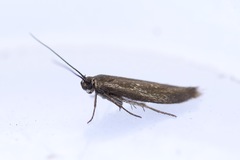 Scythris eboracensis