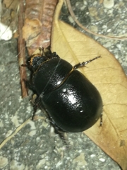 Pentodon bidens punctatus